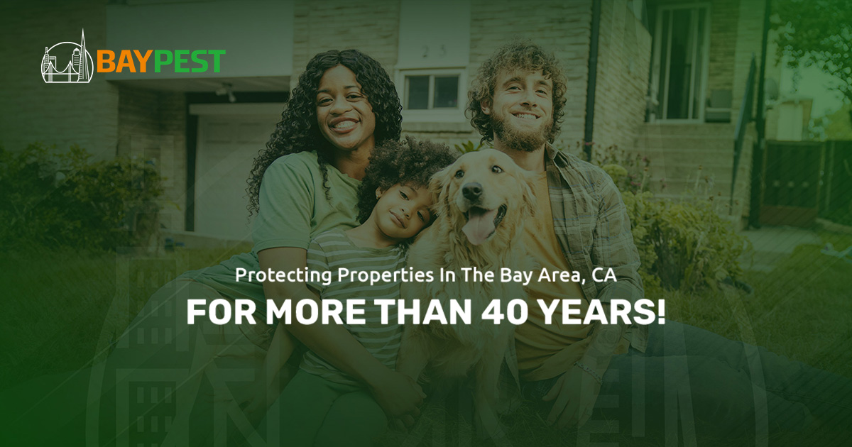 Bay Area Pest Control Bay Pest Solution Inc.